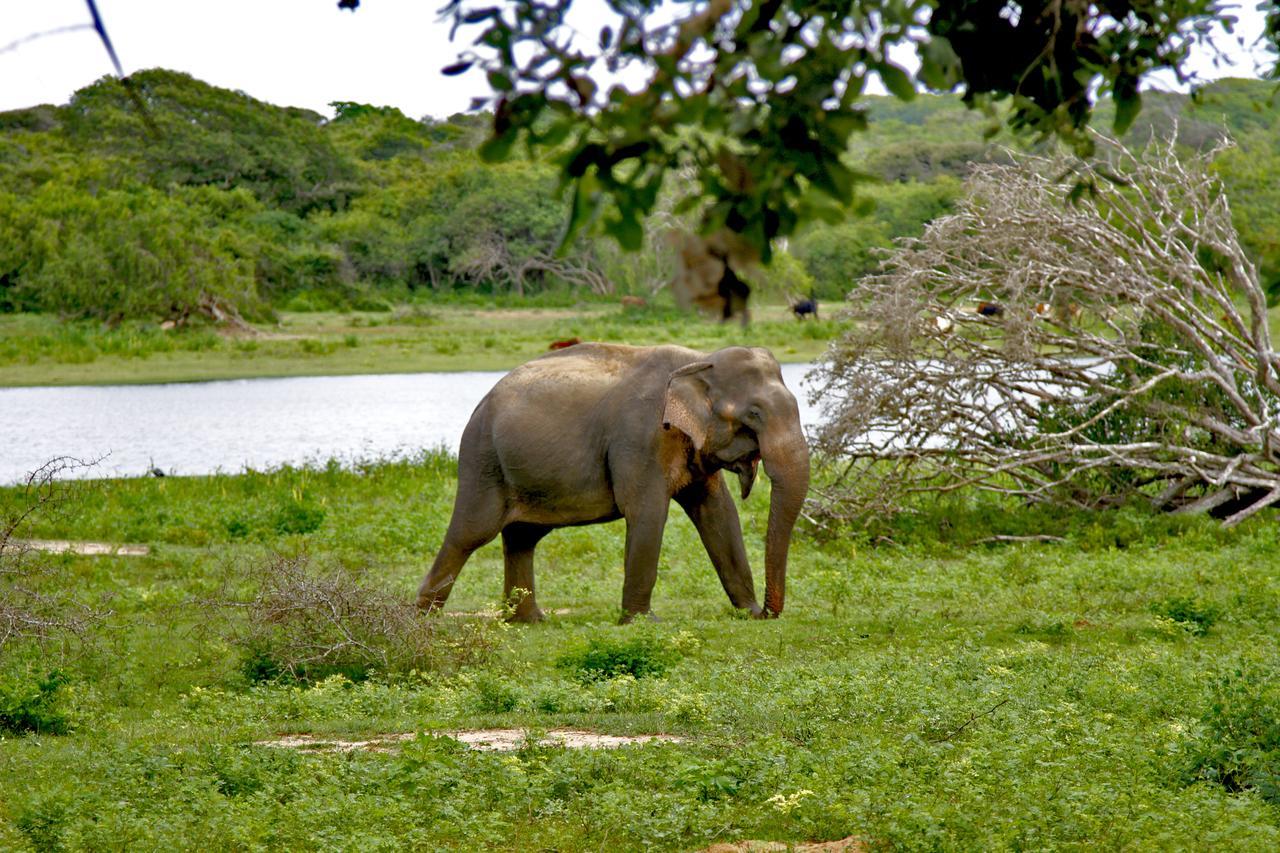 The Yala Adventure Tissamaharama Exterior foto